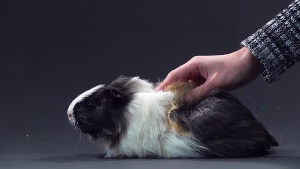 Abyssinian Guinea Pig Pet with Black White and Orange Fur Coat at Black Background. Close Up