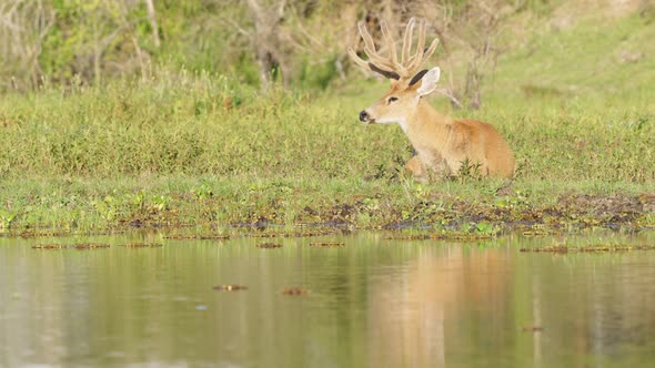 Natural landscape shot capturing a wild marsh deer, blastocerus dichotomus resting and soaking in th