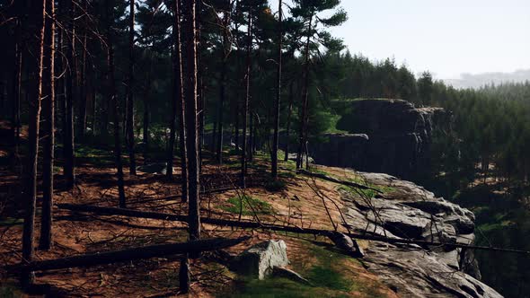 Nordic Pine Forest in Evening Light