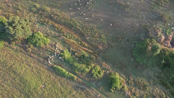 Aerial Herd of Sheep
