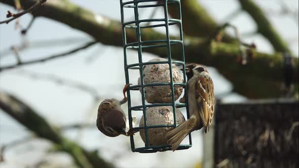 A house sparrow, passer domesticus, eating bird food 