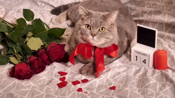 A cat looks and winks at Valentine's Day