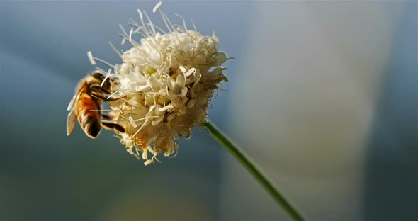 A bee taking nectar and pollinating a flower.