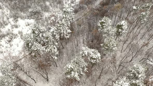 Ascending on path in the snowed forest 4K drone video