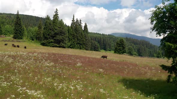 Video of a picturesque summer meadow with meekly grazing cows