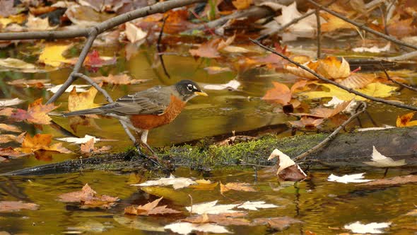 American robin hunting for food in tree trunk on pond full of fallen autumn leaves .Close medium sho