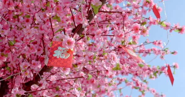 Peach Blossom with Red Packet Words Means Luck