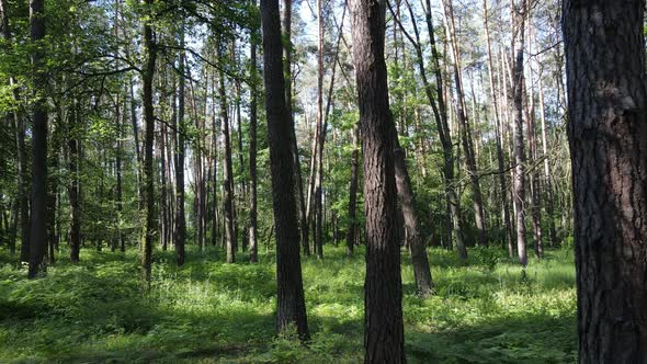 Beautiful Green Forest on a Summer Day Slow Motion