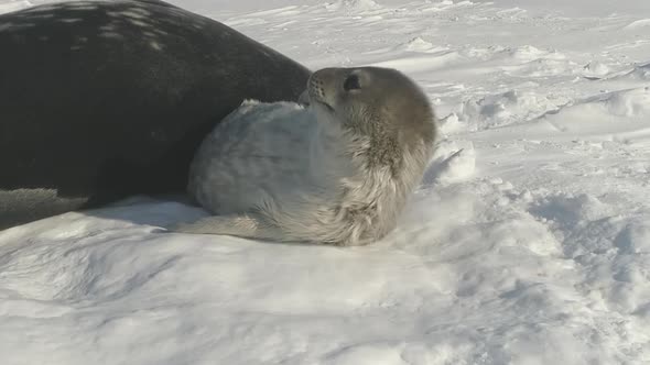 Antarctic Weddell Seal Puppy Play Snow Closeup