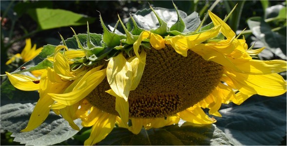 Sunflower 6