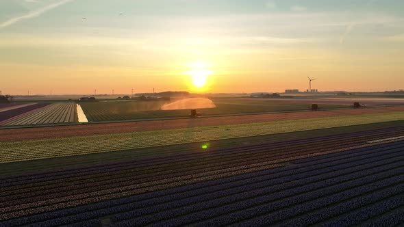Tulip fields in The Netherlands 5 - North-Holland spring season sunrise - Stabilized droneview in 4k