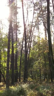 Vertical Video Autumn Forest with Trees By Day Slow Motion