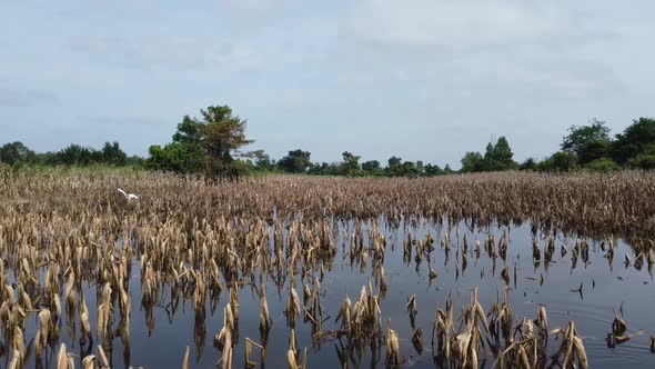 Scenery Of Flooded Crop Plants With Flying Bird Perch On Fields In Battambang, Cambodia. - Low Aeria