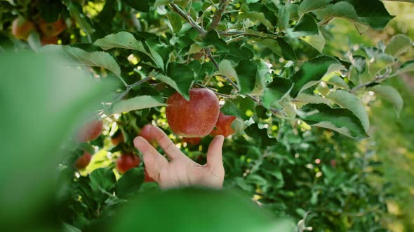 Man picking apple in the orchard