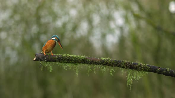 A kingfisher bird sits on a mossy tree branch looking for prey, then flies up into the air and dives