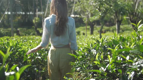 Blonde Woman Touches Tea Bush on Plantation Slow Motion