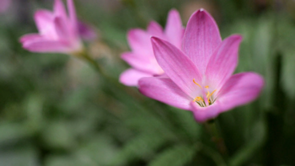 Wild Purple Flowers Blowing in the Wind alt