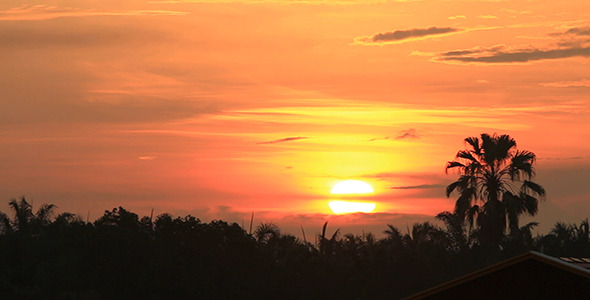 Rising Sun and Palm Tree