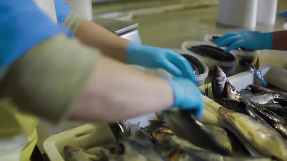 The Controller Checks the Quality of Fish for Further Packaging at Seafood Factory.