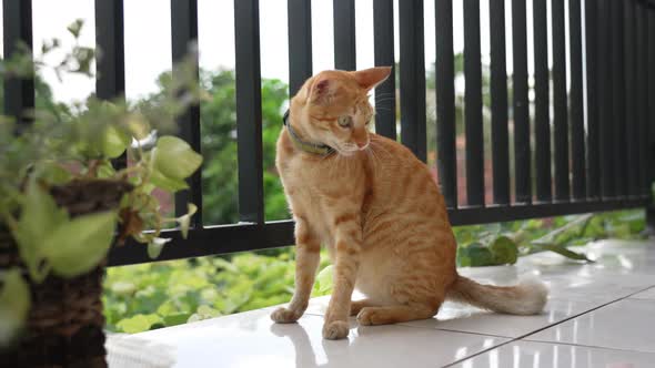 A Beautiful Red Cat with a Green Collar is Playing with a Pink Ribbon on a Terrace Overlooking the