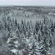 Winter Snow-covered Forest at Day Aerial Top View - VideoHive Item for Sale