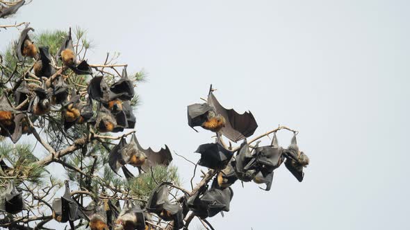 Fruit Bats Cleaning Themselves While Upside Down In A Tree, SLOW MOTION