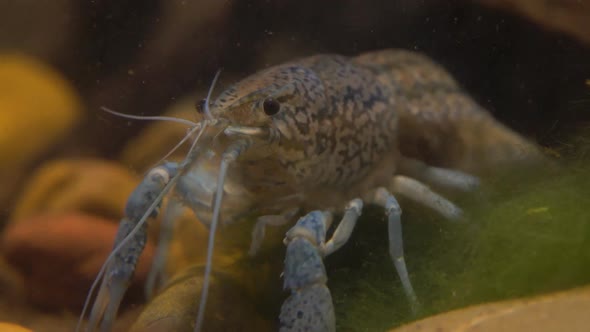 Marble River Crayfish Under Water Eating Algae