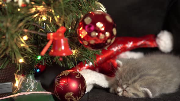 Funny Little Gray Fold Scottish Kitten Kitty Sleeping on