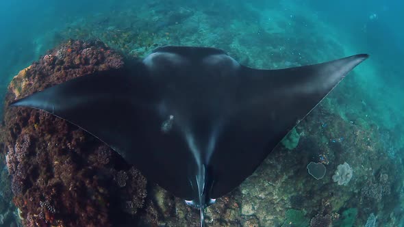 A view of a Manta Ray as it swims above a tropical reef