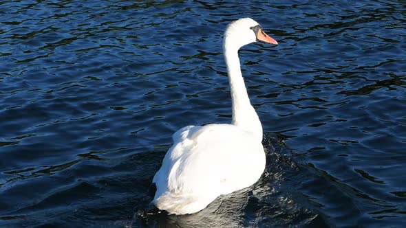 A Beautiful White Swan Swimming And Floating On The Water Of The Norwegian Coast In Arendal, Norway.