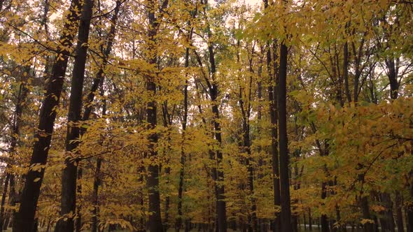 Autumn forest landscape, yellow leaves of trees slowly swaying in the wind