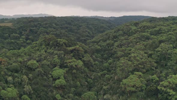 Drone flying through rainforest canopy in Aberdare National Park, Kenya, Africa. Aerial view