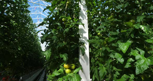 Tomatoes growing under a green house in southern France.