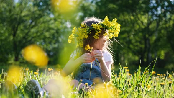 Little Cute Girl in a Flower Wreath on Her Head Collects Dandelions While Sitting on a Sunny Meadow