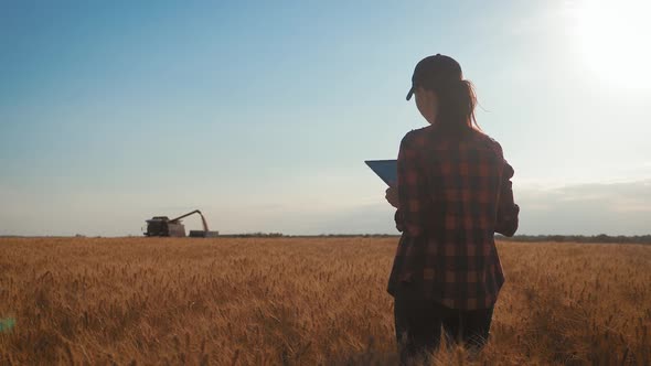 Pretty Young Woman with Tablet Computer Working in Wheat Field at Sunset. The Girl Uses a Tablet