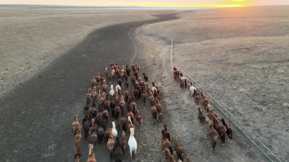 Wild Horses Running. Herd of Horses, Mustangs Running on Steppes To River.  Hdr Slow Motion