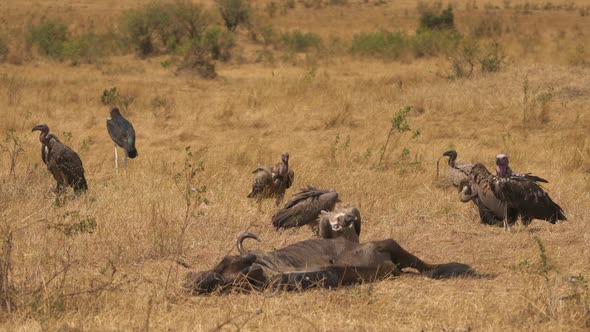 Vultures near a wildebeest carcass