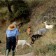 Goatherd Goes Uphill with his Goats - VideoHive Item for Sale