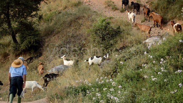 Goatherd Goes Uphill with his Goats