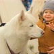Slow Motion of a Small Curious Child Playing with a White Husky Dog. - VideoHive Item for Sale