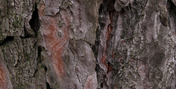 Tree Bark