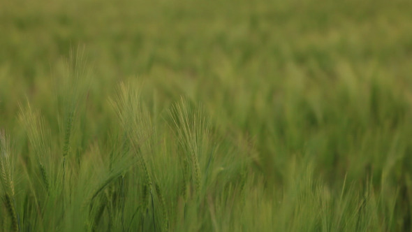 Green Wheat Ears At Spring alt