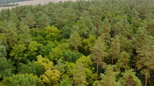 Green woodland. Flight over the trees in the forest. Amazing nature background in summer.