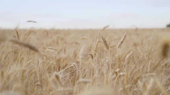 Wheat in a field blowing in the wind. Camera moving. Ukraine location