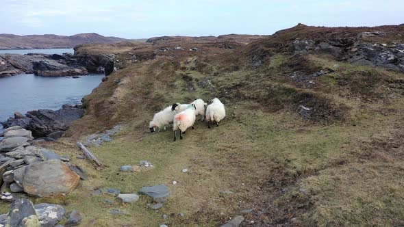 Sheep at the Coastline at Dawros in County Donegal  Ireland