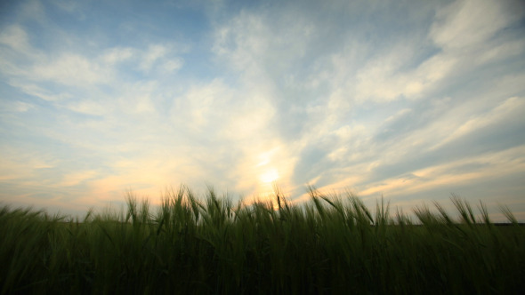 Green Wheat Field Waves Moved By Spring Wind alt