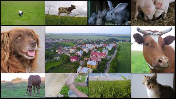 Collage of farm in the countryside, livestock.