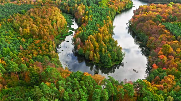 Stunning river and forest in autumn. Aerial view of wildlife.