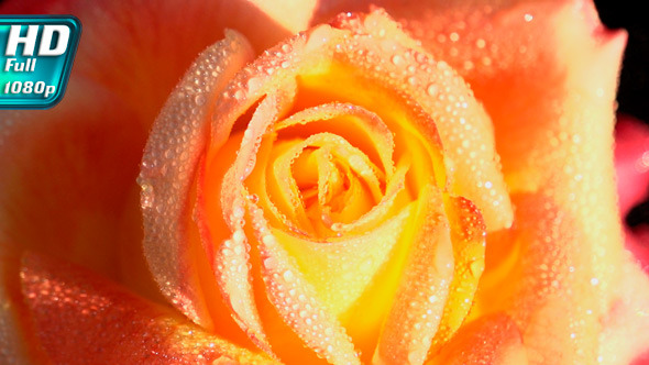 Orange Rose in Dewdrops