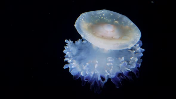 Australian Spotted Jellyfish or Whitespotted Jellyfish Swims